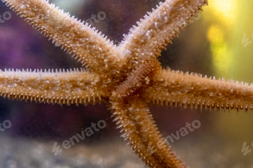 Preview: Starfish showing tube feet and spines in aquarium tank