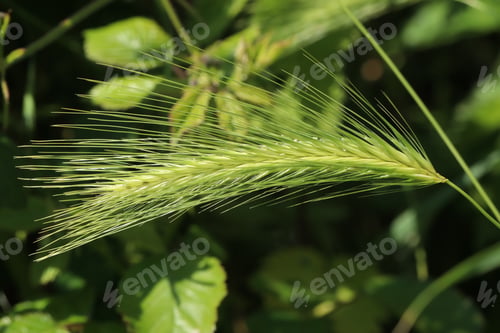 Preview: spring, green, nature, natural, growth, field, meadow, lawn, background, grassy, grow, summer, color