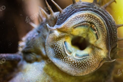 Preview: Ancistrus species longfin Bushymouth catfish on aquarium glass