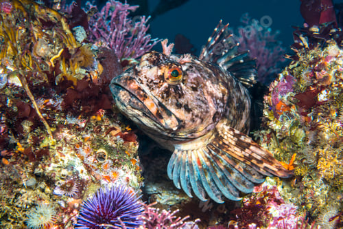 Preview: Cabezon fish on California reef