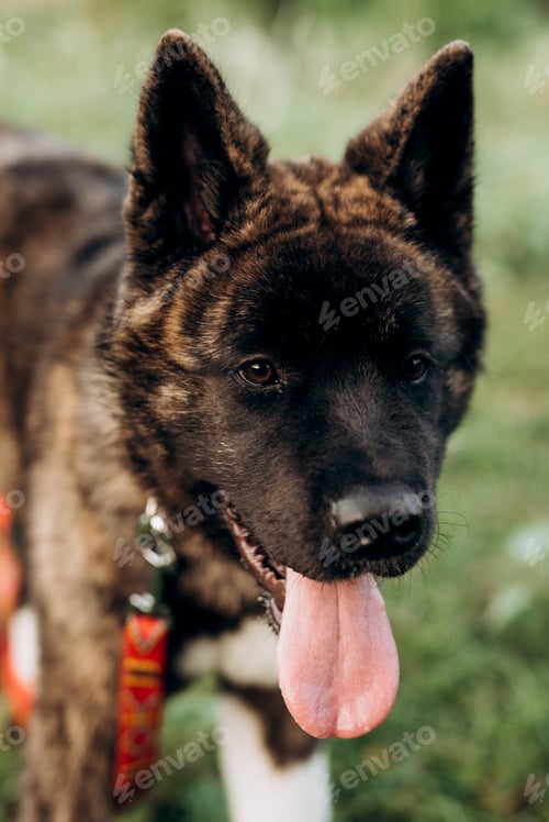 Preview: American Akita dog for a walk with a guy and a girl