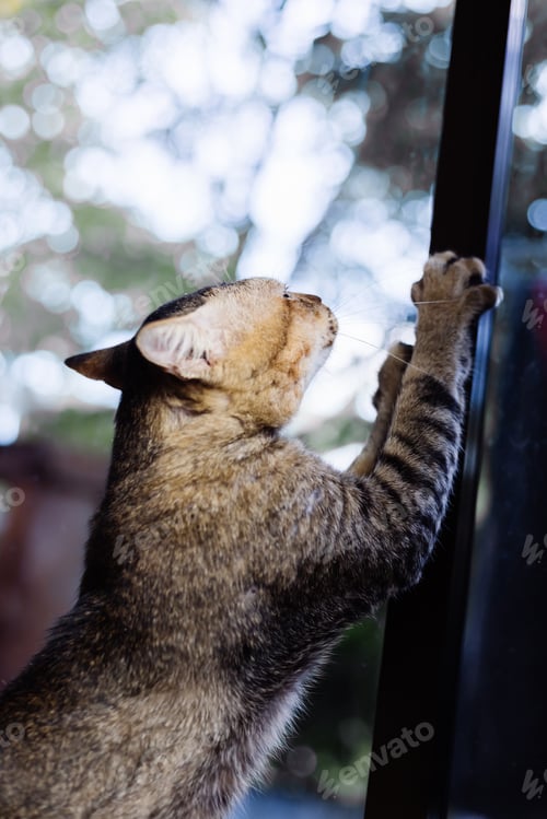Preview: Close portrait of beautiful, with wise gaze, adult brown stripped cat with serious face and look