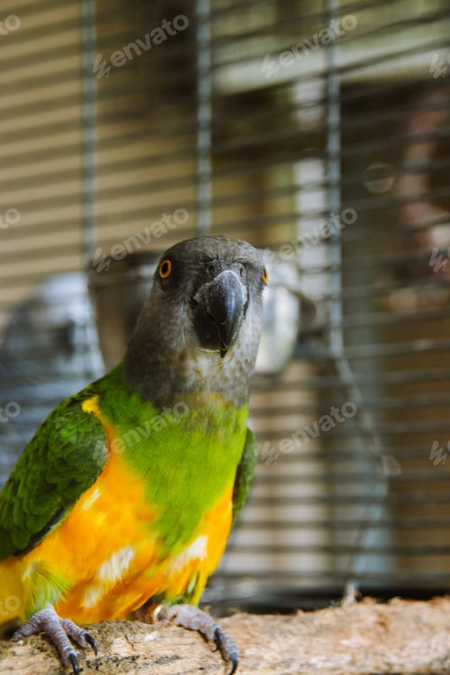 Preview: Parrot