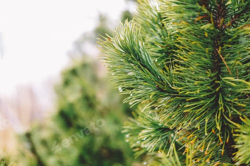 Preview: Close up shot of pine leaves
