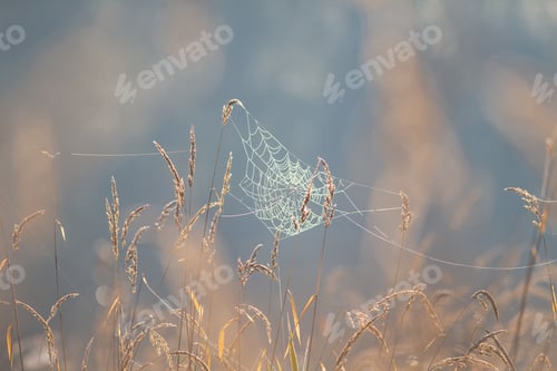 Preview: Spider web in drops on natural background