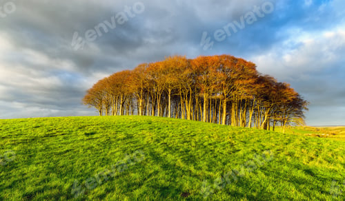 Preview: Small Copse of Trees on a Hill