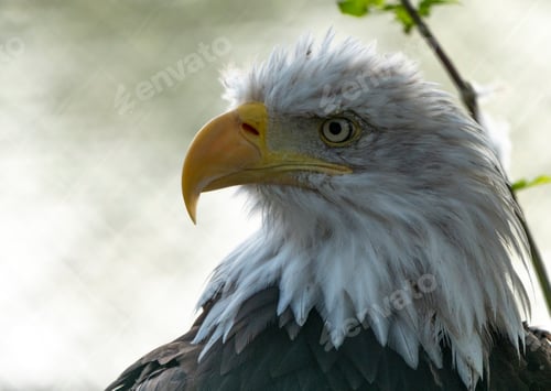 Preview: Bald Headed Eagle, Close Up Shot With Blurred Background.