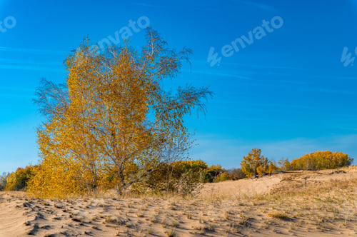 Preview: Yellow birch trees in semi-desert in autumn