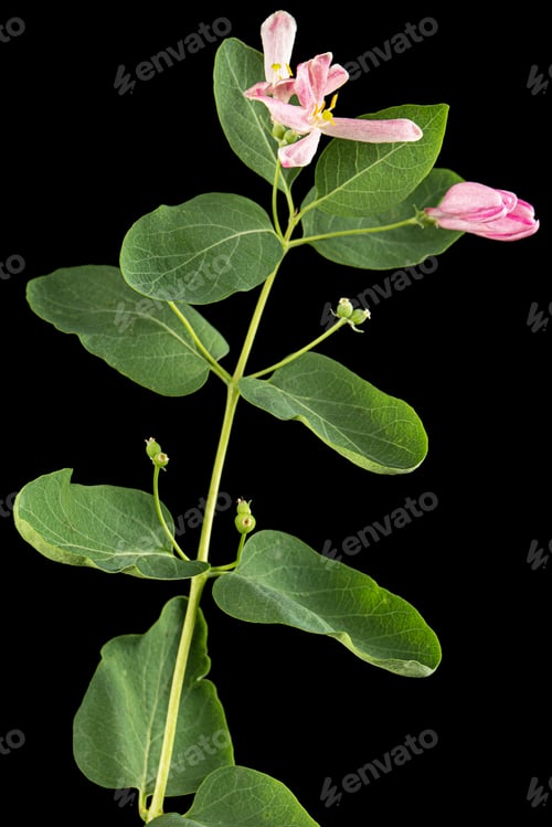 Preview: Flowers of Tatar honeysuckle, lat. Lonicera tatarica, isolated on black background