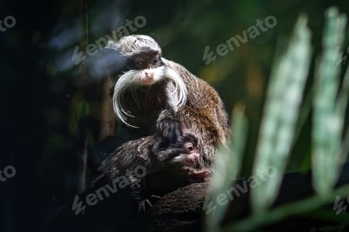 Preview: Emperor Tamarin and baby (Saguinus imperator)