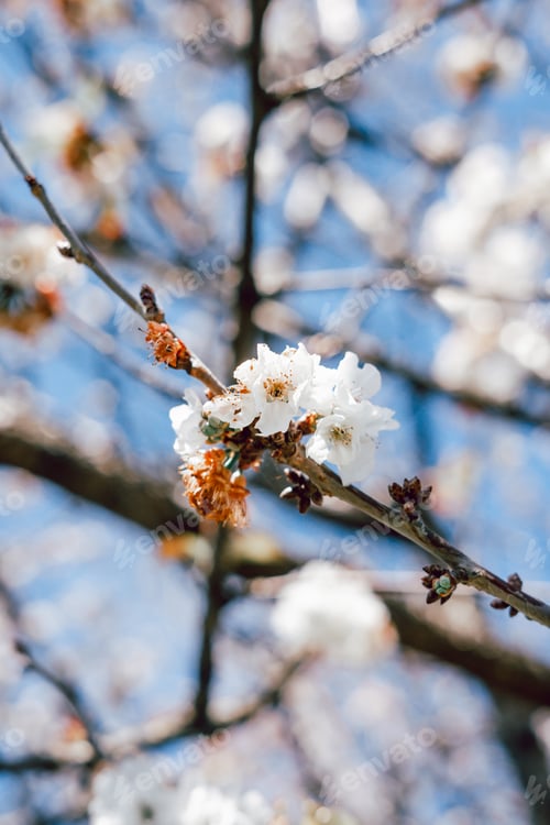 Preview: Detail of a white cherry flower on the branch