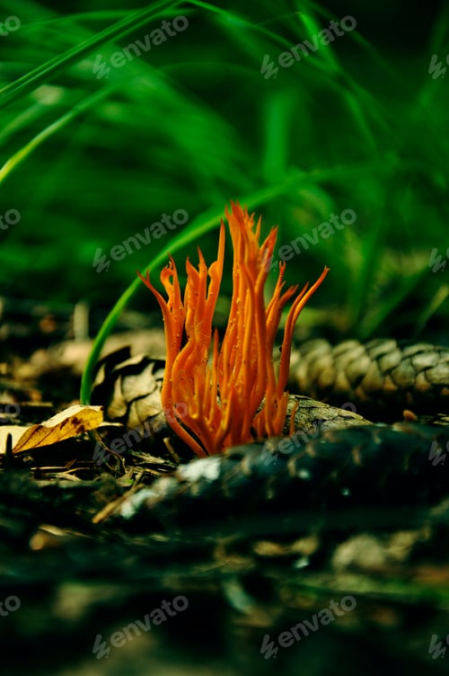 Preview: Walk in the woods. Macro photography.Ramariopsis crocea