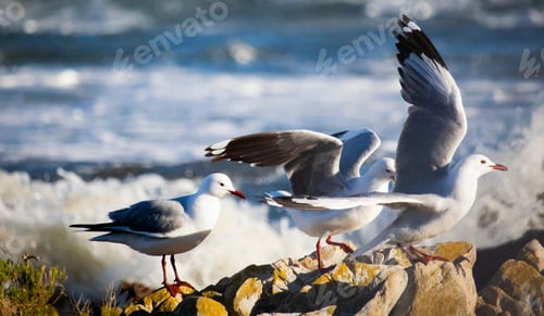 Preview: African Sea Gulls searching for food on rocks on a beachfront shore.