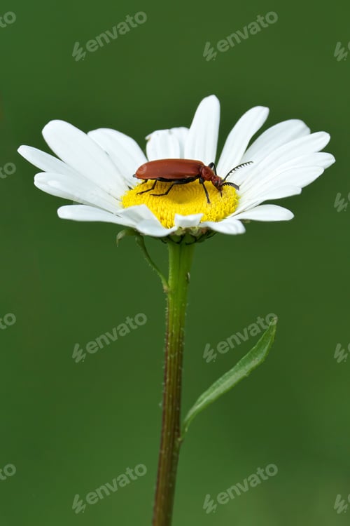 Preview: Close-up of a cardinal beetle on a white daisy flower