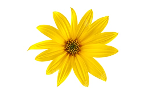 Preview: Topinambur yellow flower Jerusalem artichoke one flowerhead with yellow petals on white background