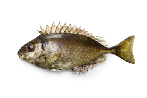 Preview: Mottled spinefoot, Aigo