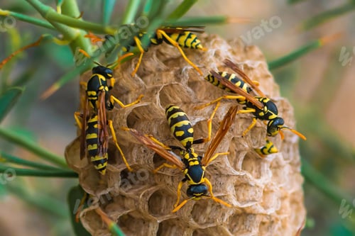 Preview: Wasps in a nest on plant