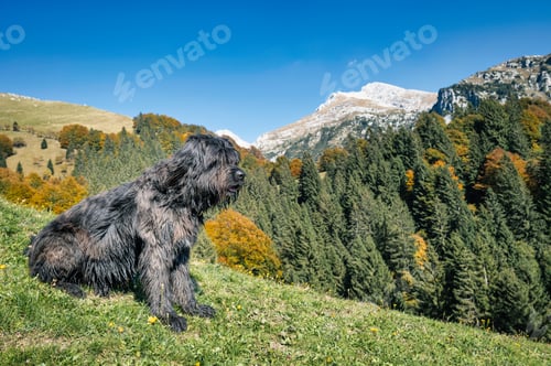 Preview: Bergamasque shepherd dog in the Orobic Alps