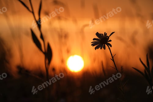 Preview: Dark silhouettes of wild flowers against bright colorful sunset sky with setting sun light