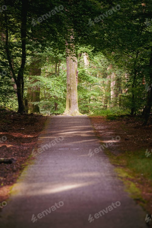 Preview: Scenic pathway in a lush forest with an earthen floor and towering trees lining the path