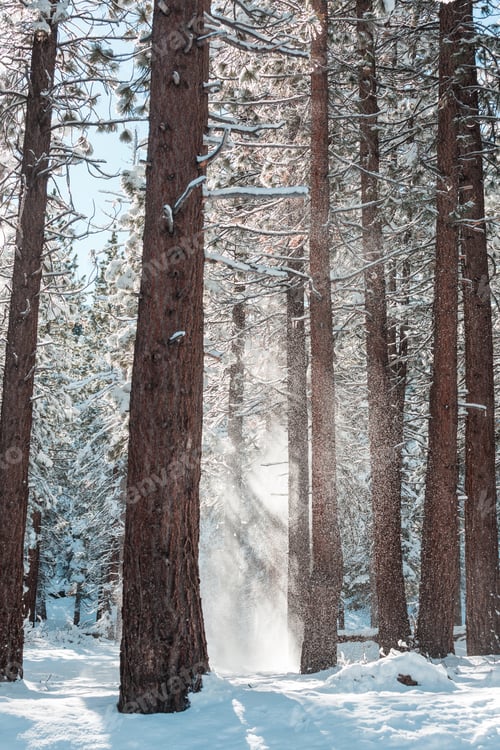 Preview: Winter forest