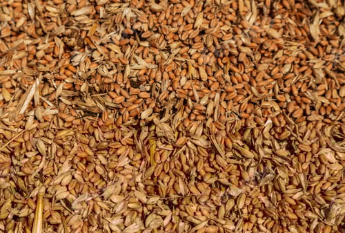 Preview: Uncleaned unsorted grain with debris after being harvested by a combine.