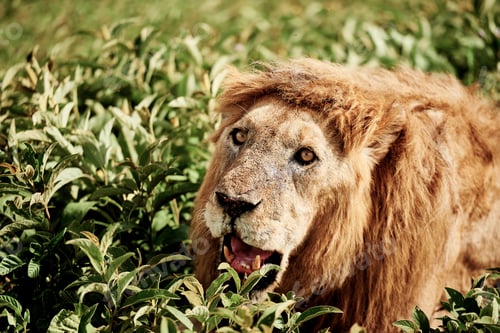 Preview: Close up of lion lying in the grass