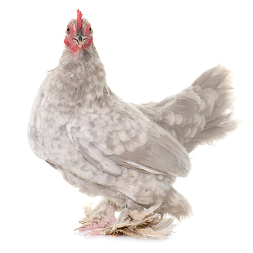 Preview: Booted Bantam in studio
