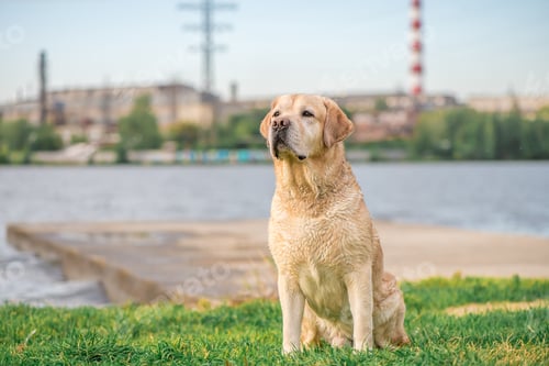 Preview: adorable fawn Labrador sitting by the pond
