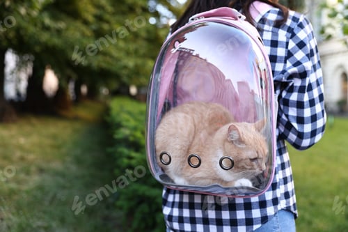 Preview: Woman with her cute cat in backpack carrier at park, closeup