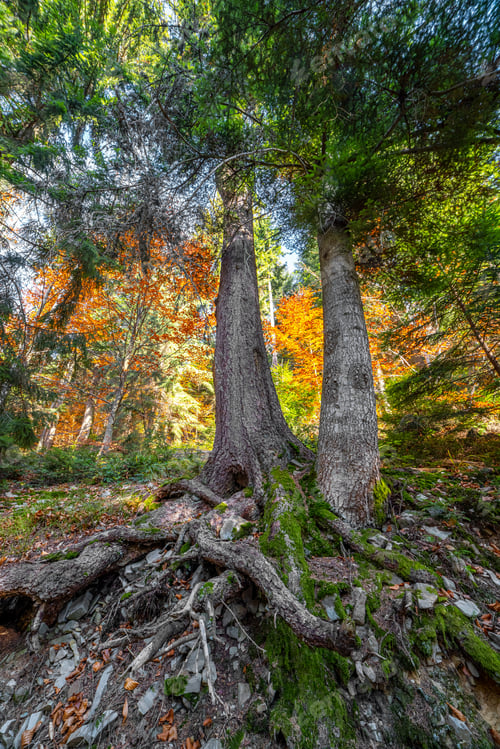 Preview: Stone bank against colorful trees growing on hills in autumn