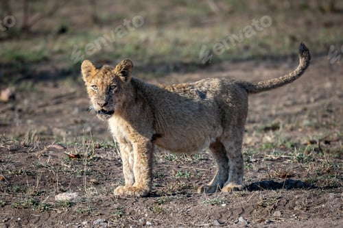 Preview: A lion cub, Panthera leo, standing.