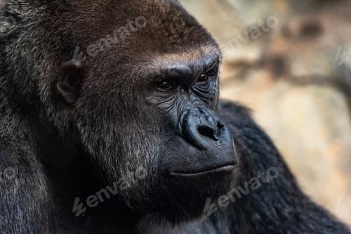 Preview: Portrait of a powerful gorilla with expressive eyes.