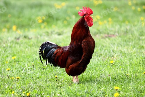 Preview: Rooster standing in green meadow and crowing