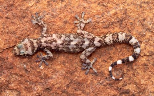 Preview: Closeup of a brown gecko with splotchy colors on a red rock