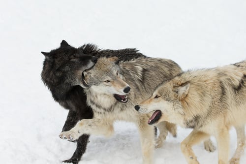 Preview: wolf, pack, togetherness, group, wilderness