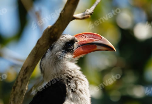 Preview: a bird sitting on top of a tree branch looking straight ahead