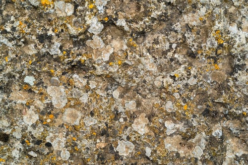 Preview: Abstract Texture Of A Stone And Vegetation For A Background Or For Wallpaper