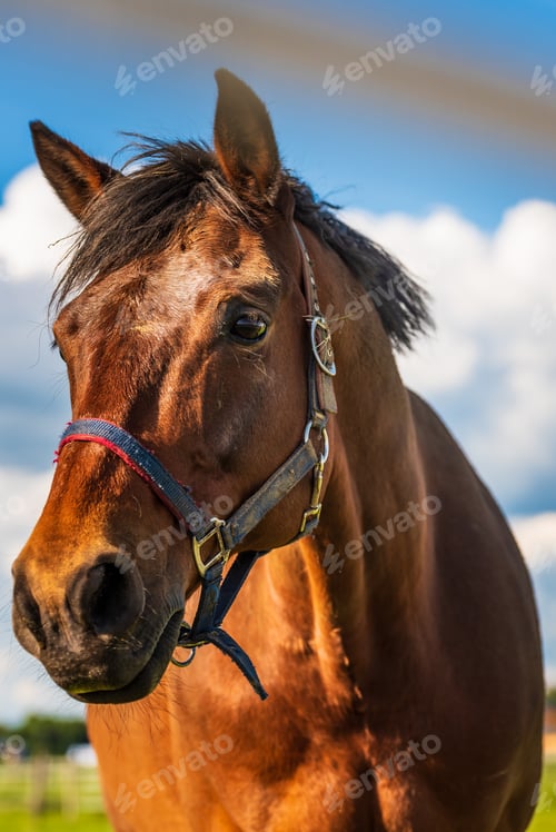 Preview: Beautiful horse portrait in summer sun outdoors