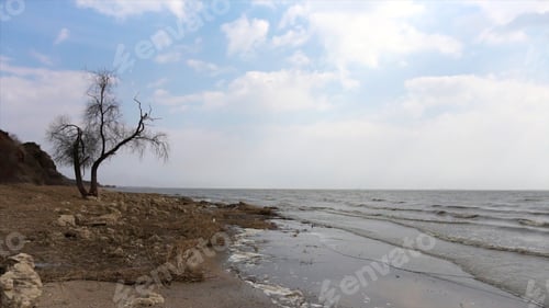Visualização: Árvore com galhos à beira-mar, ondas e fundo do céu. Vídeo. Árvores mortas criam um cemitério ou