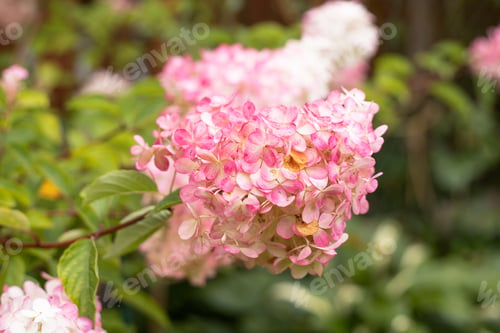 Preview: white-pink hydrangea flowers in the garden in summer