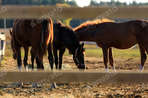 Vorschau: Gruppe junger Pferde, die Gras auf der Ranch weiden