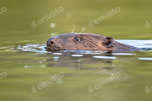 Preview: European beaver head swimming