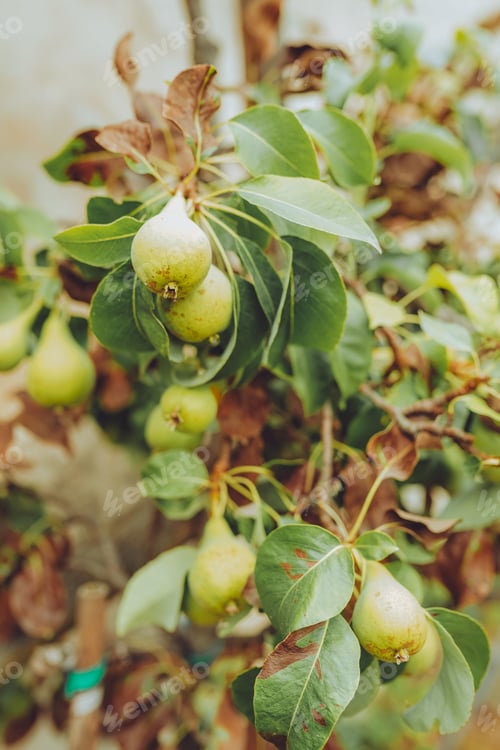 Preview: Green apples in the beautiful italian garden
