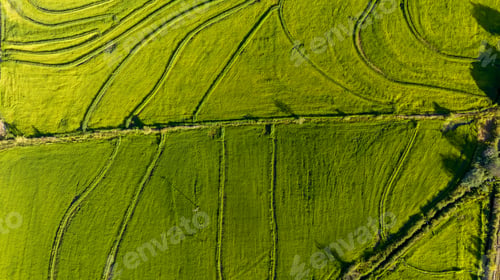 Preview: Aerial view of green rice field. Drone shot frome above
