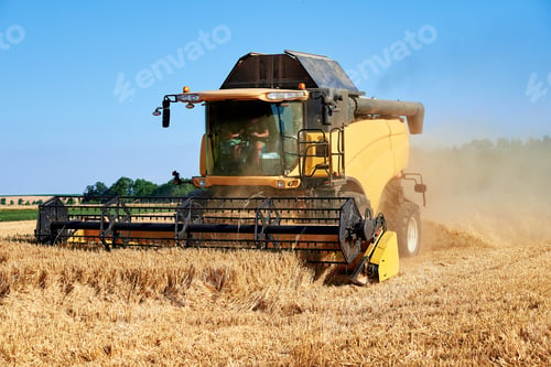 Preview: Combine harvester harvesting golden ripe wheat in agricultural field