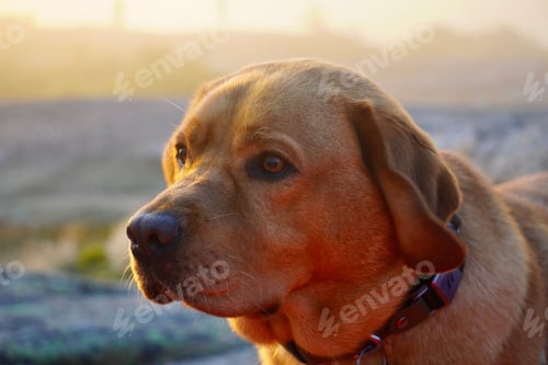 Preview: Closeup shot of a beautiful brown dog on a beach at sunset
