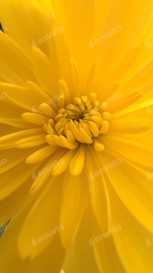 Preview: Abstract Yellow Flower Center Close-Up