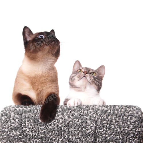 Preview: curious cats looking up