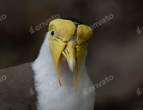 Preview: Close-up shot of a masked lapwing, Vanellus miles.
